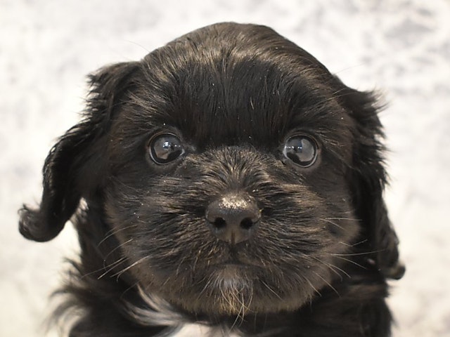 東京都のハーフ犬・ミックス犬 (ペッツワン町田多摩境店/2024年5月30日生まれ/女の子/ブラックホワイト)の子犬